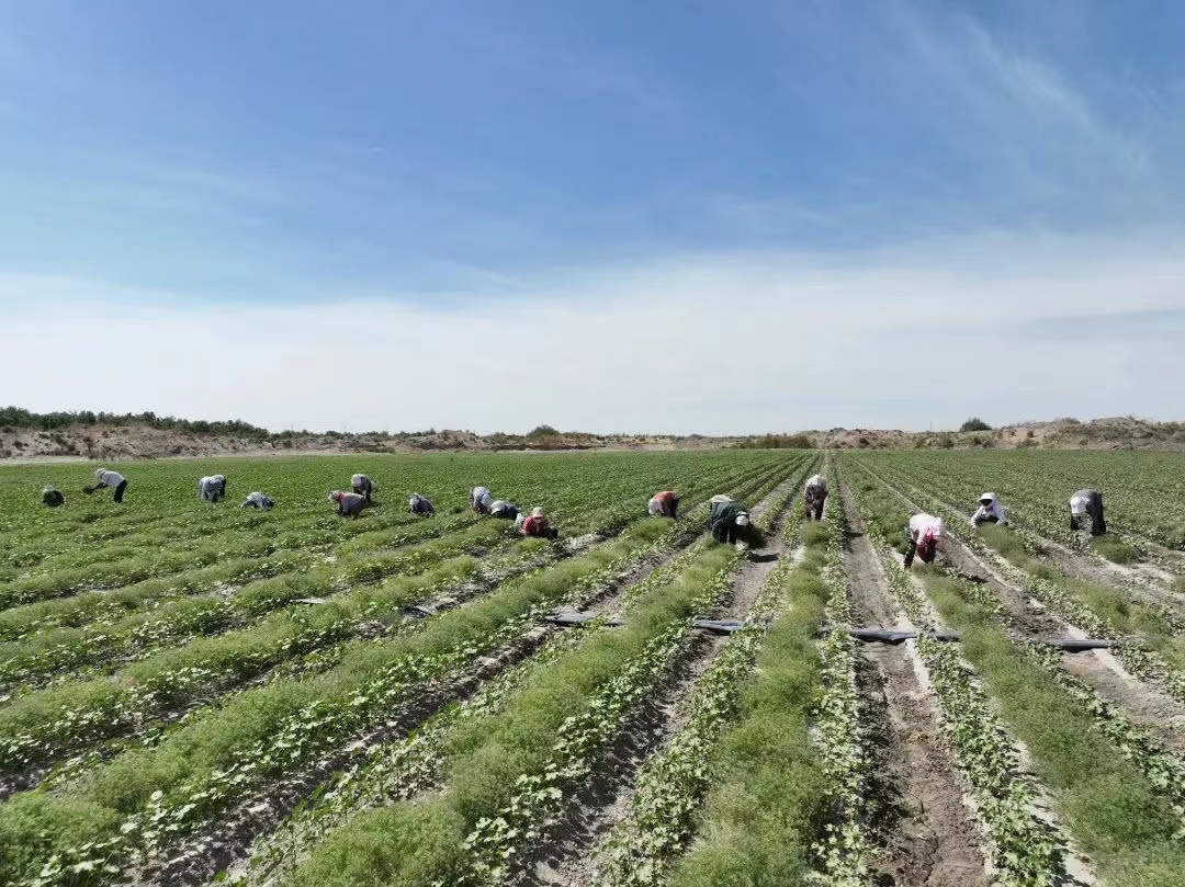 三十四团10万亩套种小茴香喜丰收